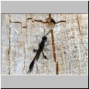 Gasteruption assectator - Gichtwespe w01a 10mm - OS-Insektenhotel det.jpg